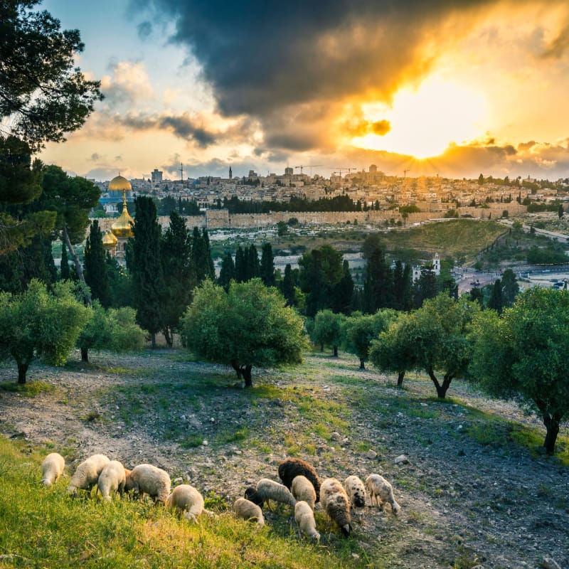 Jerusalem_04 (800x800)